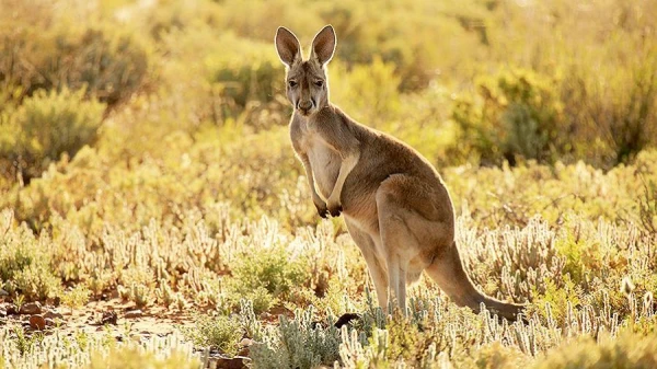 Изображение к статье: Цзю: у меня был бой с кенгуру, они очень сильно бьют ногами