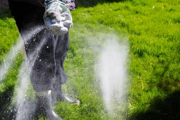 Изображение к статье: Какого ухода, кроме скашивания травы, требует газон летом?