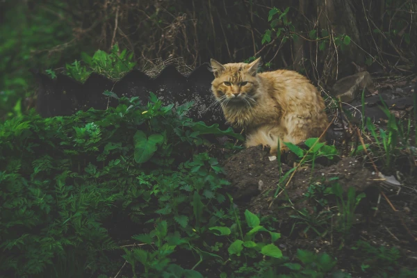 Изображение к статье: Среди джунглей нашли древний город майя