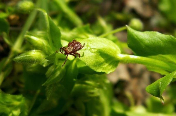 Изображение к статье: Почему после укуса клеща может появиться аллергия на мясо?