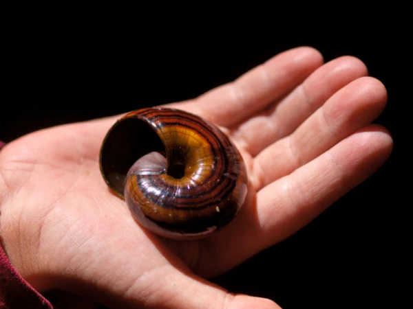 Изображение к статье: Уникальная улитка засасывает червей, как спагетти