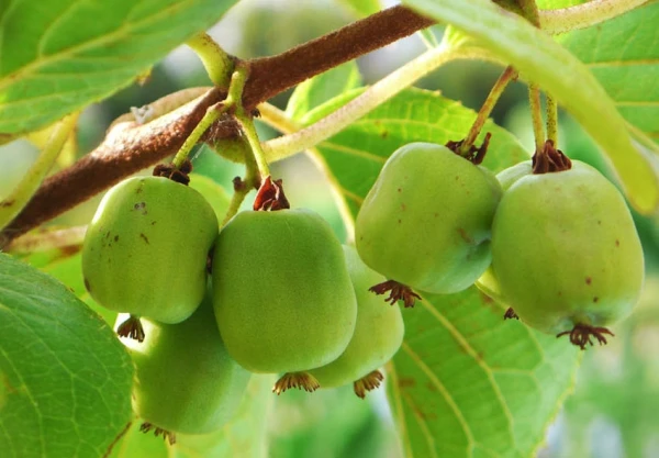 Изображение к статье: Что приготовить из актинидии