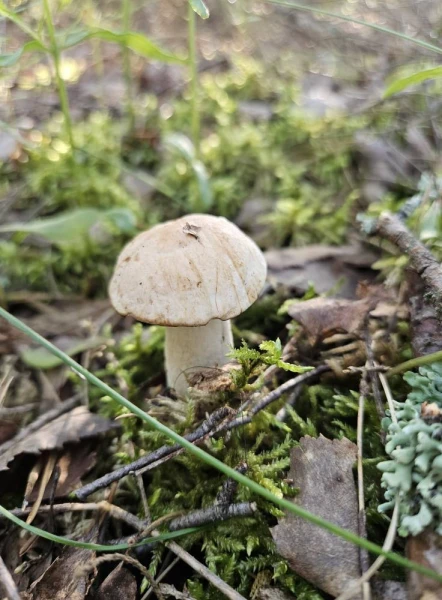 Изображение к статье: Вы не поверите - в лесах пошли белые!