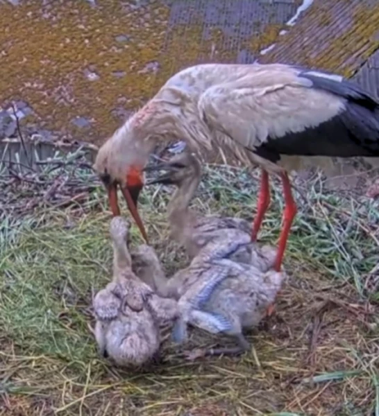 Изображение к статье: Драма онлайн:  Sadales tīkls показал «закон распределения» в природе