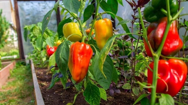 Изображение к статье: Крупные и вкусные перцы: секреты богатого урожая
