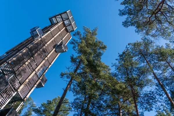 Изображение к статье: После трагического инцидента оценят безопасность смотровой вышки в Дзинтари