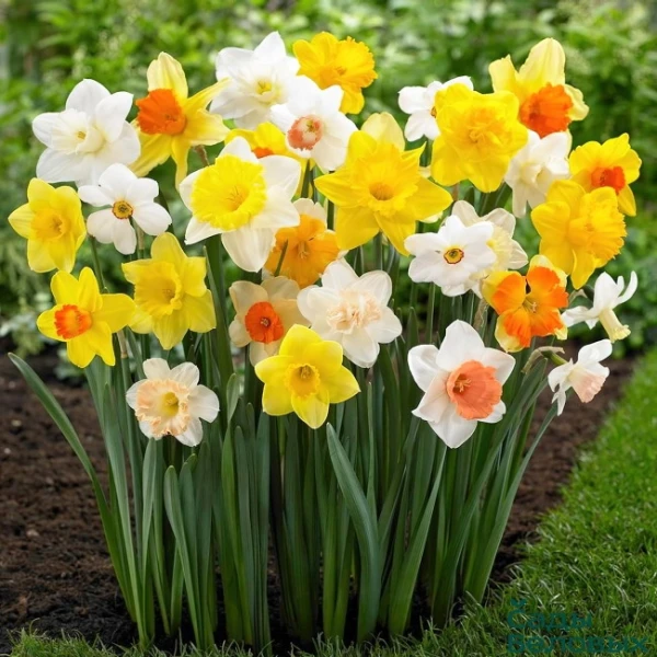 Изображение к статье: Пересадка нарциссов: когда ни в коем случае не нужно это делать