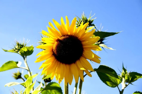 Изображение к статье: Завершились меры поддержки торговли ЕС с Украиной