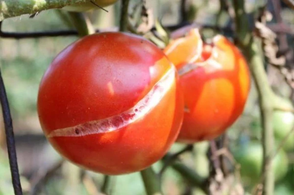 Изображение к статье: Какие болезни могут убить томаты за несколько дней?