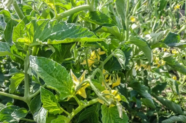 Изображение к статье: Важные подкормки томатов и перцев во время цветения