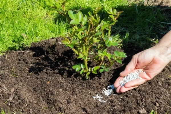 Изображение к статье: Бабушкины методы. Чем обработать почву от майского жука