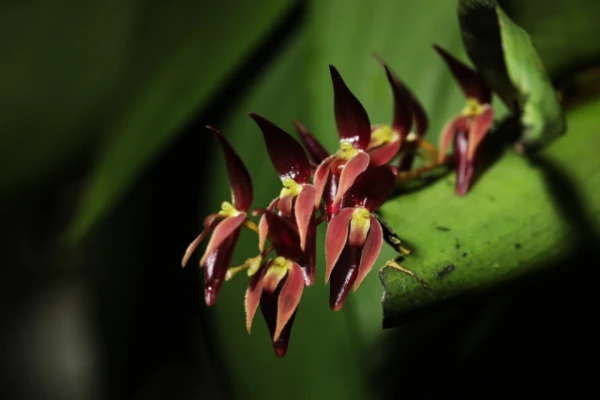 Изображение к статье: Редкие орхидеи клонируют сами себя, чтобы выжить в холода