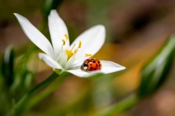 Изображение к статье: Пожиратели колорадских жуков. Как привлечь божьих коровок на дачный участок