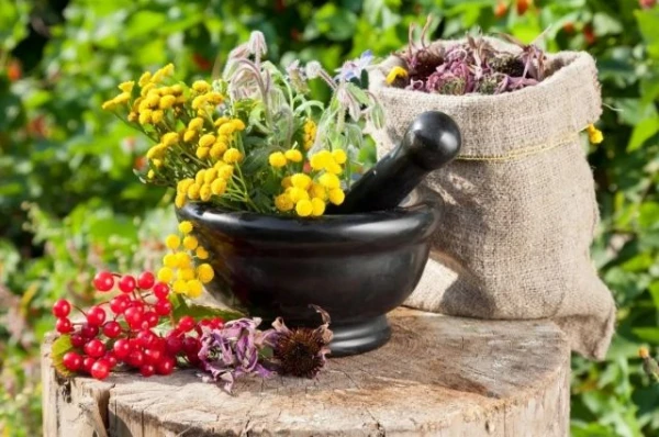 Изображение к статье: Вкусно и полезно. Что еще вырастить, помимо привычных овощей и фруктов?