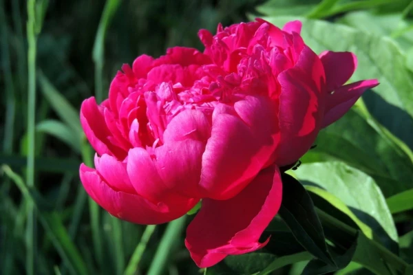 Изображение к статье: Обязательно сделайте это с пионами после цветения: простой совет для пышного цветения