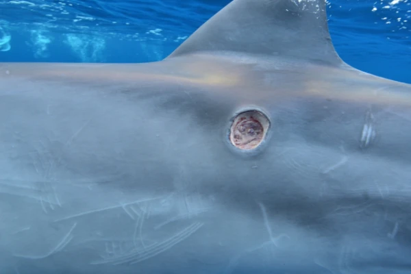 Изображение к статье: Суровая сигарная акула вырезает куски из добычи