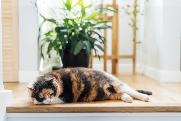 Изображение к статье: Как защитить питомцев от жары: советы ветеринара