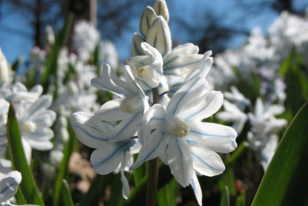 Изображение к статье: Зачем и как пересаживать мелколуковичные?