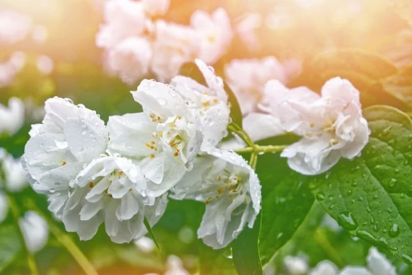 Изображение к статье: Как размножить красивоцветущие декоративные кустарники?