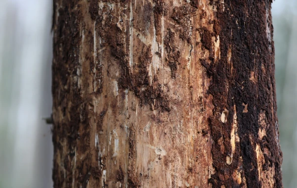 Изображение к статье: У холодной весны есть плюсы: в этом году короед в лесах Латвии менее активен