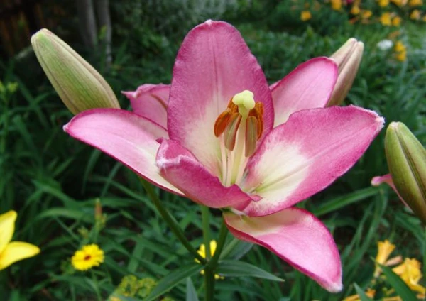 Изображение к статье: Как идентифицировать и победить серую гниль на лилии