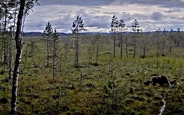 Уникальное видео: на болотах Латвии в кадр попали медведица с медвежатами