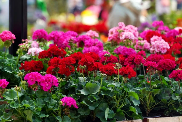 Изображение к статье: Не сидите в помещении! Понедельник - последний летний день в июне