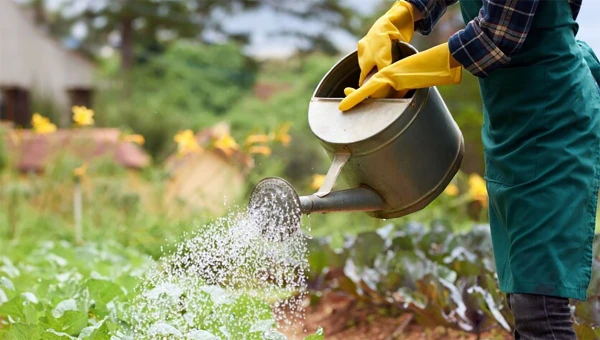 Изображение к статье: Какой водой нельзя поливать огород