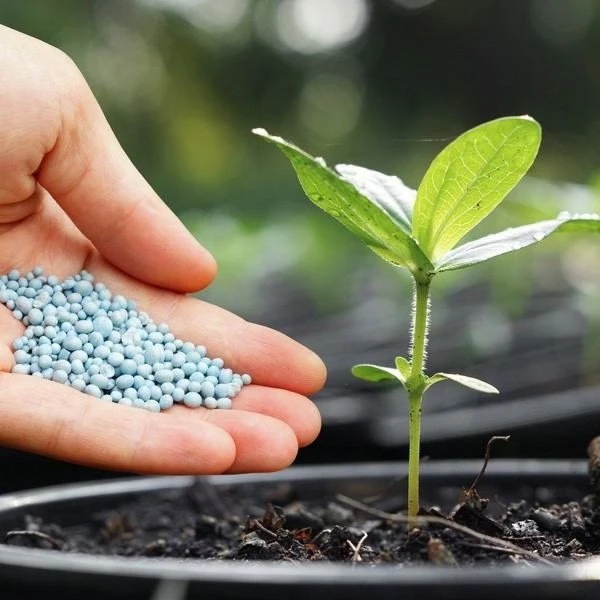 Изображение к статье: 5 удобрений, которые обязательно должны быть в арсенале любого дачника