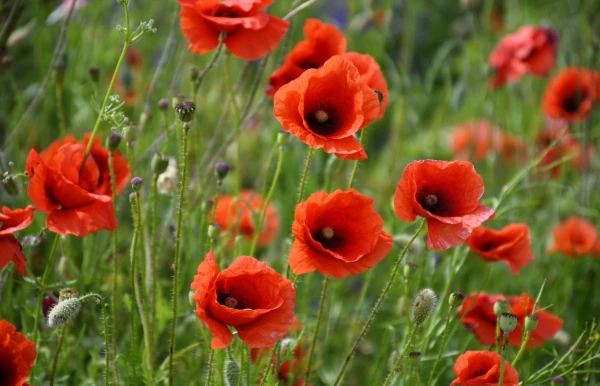 Изображение к статье: Календарь лето показывает, а метеостанции — нет: весна не сдаёт позиции