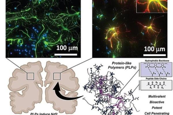 Изображение: Northwestern University / University of Wisconsin / phys.org