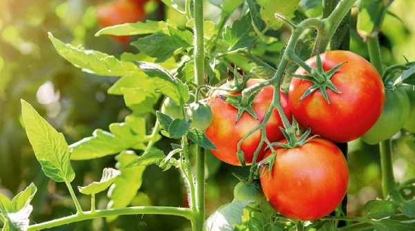 Изображение к статье: Как правильно формировать высокорослые помидоры: советы садовода