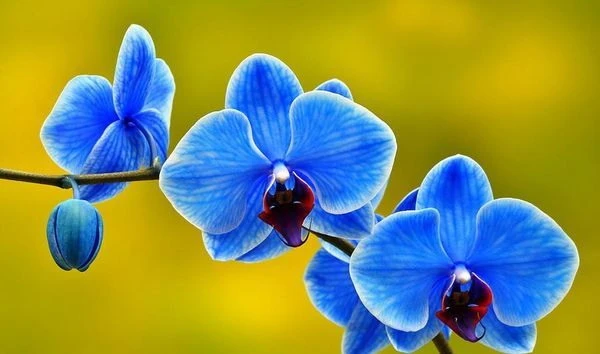 Изображение к статье: «Отпугивает» от дома мужчин: народные приметы об одном из самых красивых цветков