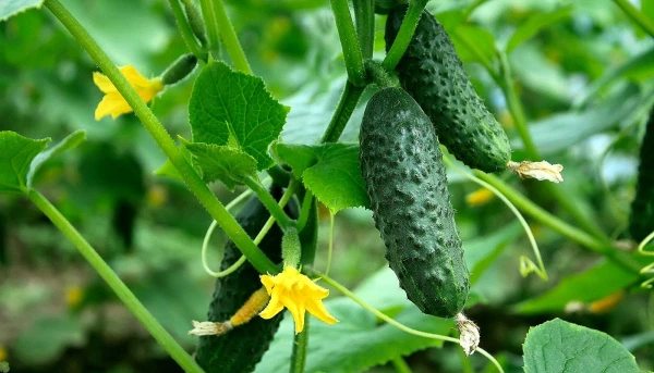 Изображение к статье: Огурцы не будут горчить: что нужно сделать, чтобы вырастить вкусный и сочный  урожай