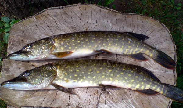 Изображение к статье: Эти щучки из Латгалии в руках умелой хозяюшки готовы стать фаршированными.