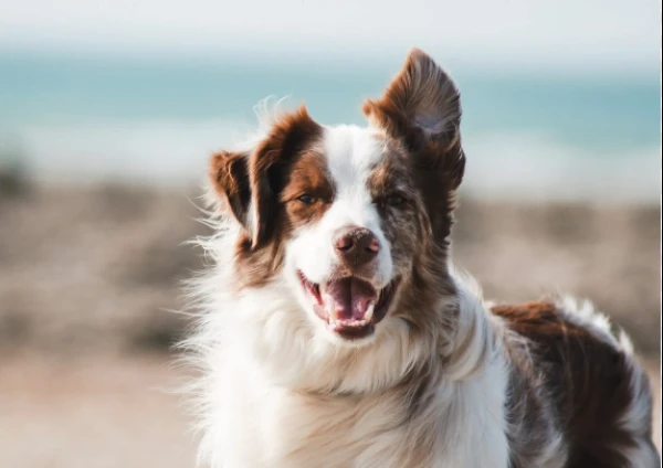 Изображение к статье: В Латвии собирают подписи за площадки для выгула собак без поводка