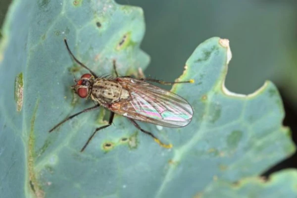 Изображение к статье: От каких вредителей страдает дайкон?