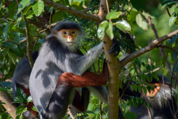 Изображение к статье: Редким обезьянам в джунглях Вьетнама грозит вымирание