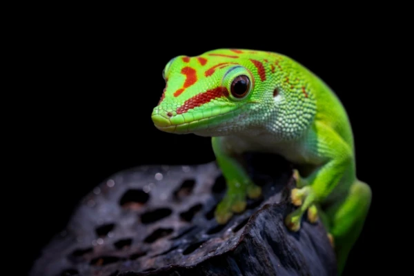 Изображение к статье: Как ящерицы помогают сохранять уникальные леса Мадагаскара