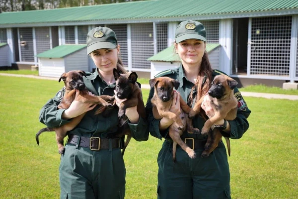 Изображение к статье: В кинологическом центре погранохраны пополнение —  овчарка Джойс родила восемь малышей