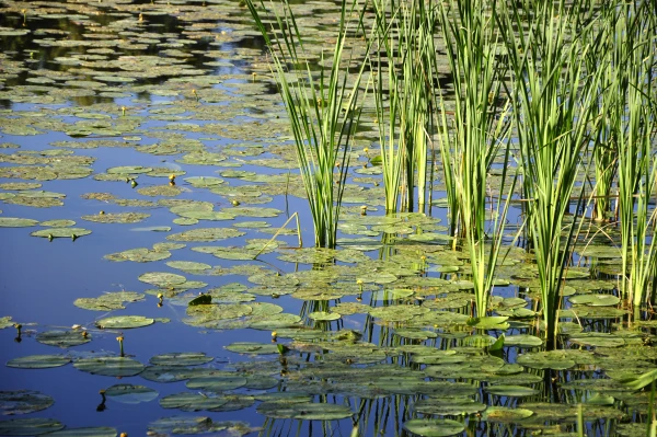 Изображение к статье: Лето без жары: стоит ли лезть в воду в эти выходные?