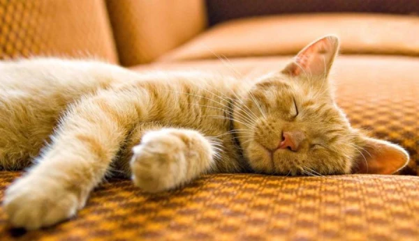 Изображение к статье: Почему кошки так много спят?