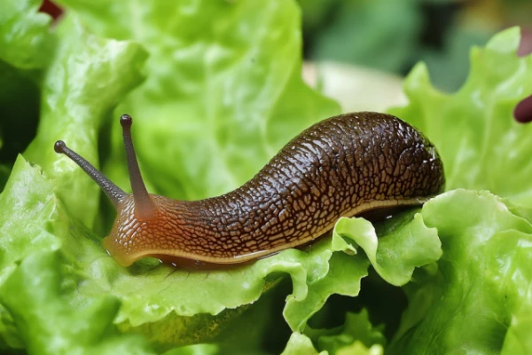 Изображение к статье: Садовых улиток и слизней могут признать ядовитыми