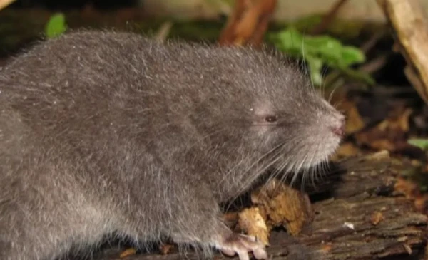 Изображение к статье: Он такой милый.