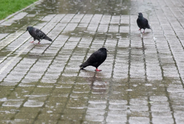 Изображение к статье: Пятница будет дождливой