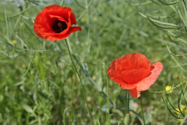 Изображение к статье: Народные приметы на 27 июня — Елисеев день