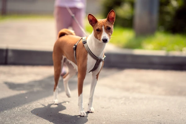 Изображение к статье: Швейцарцы создали шлейку для собак из яблочной кожуры