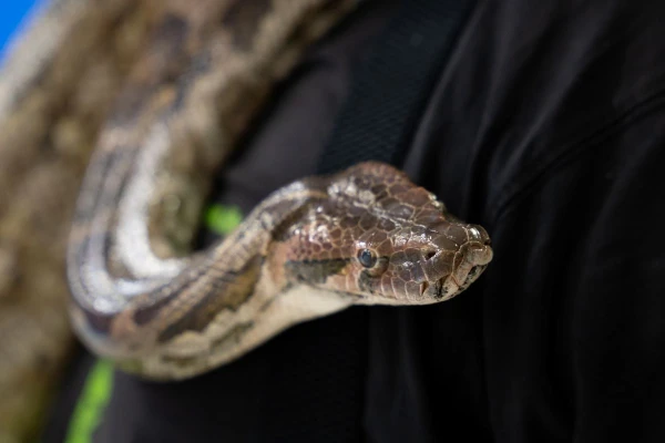 Изображение к статье: Настоящий питон сыграет в «Аиде» на сцене Большого театра
