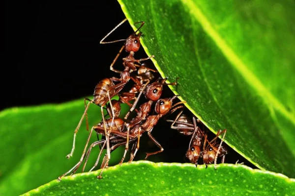 Изображение к статье: Как избавиться от муравьев на даче