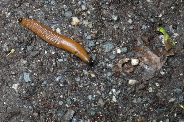 Изображение к статье: Дачникам назвали действенный способ избавиться от испанских слизней